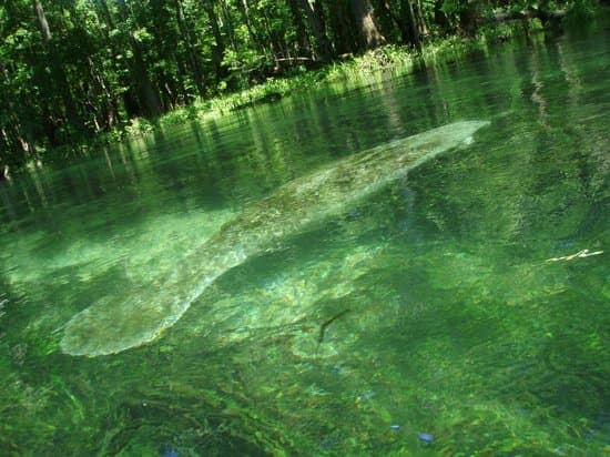 Ichetucknee Springs Santa Fe River