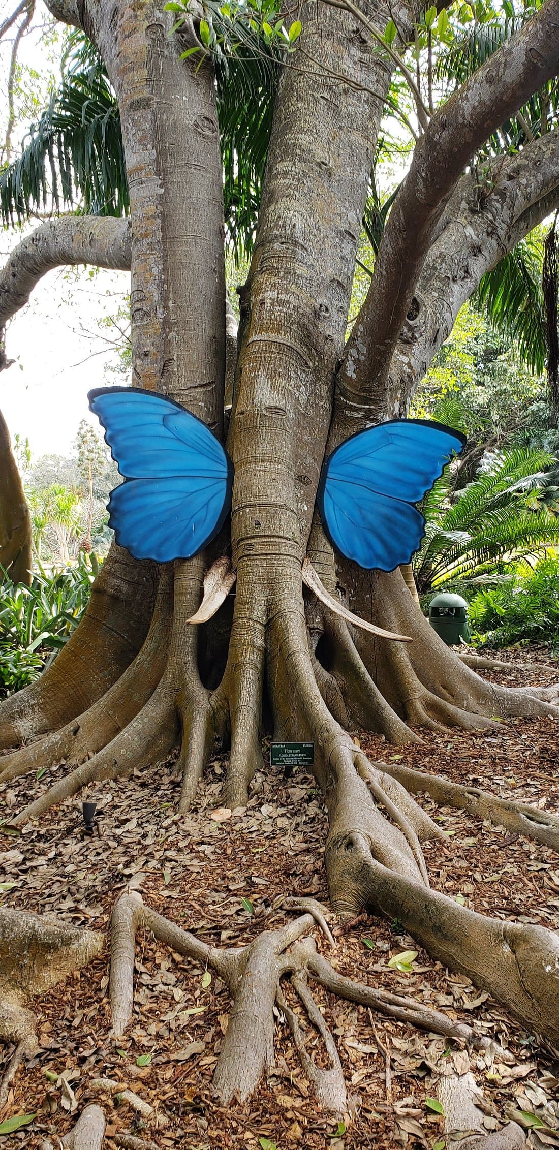 Marie Selby Botanical Gardens Not Just for Botany Enthusiasts