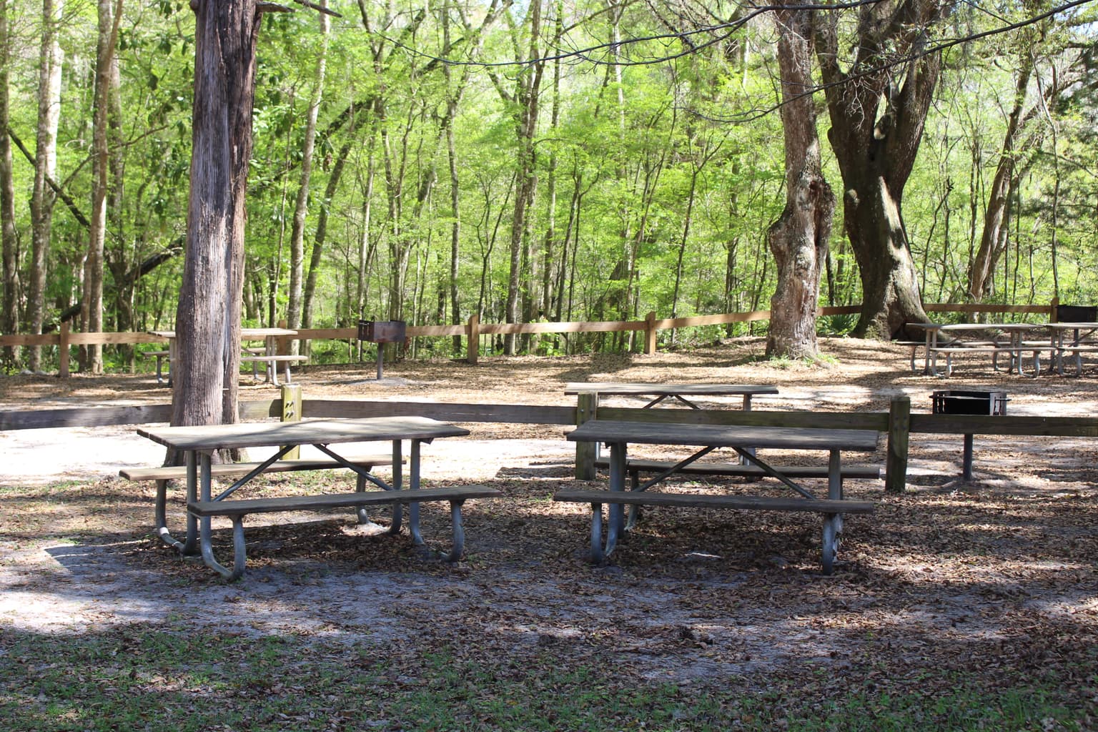 Ichetucknee Springs Lush Park Forest