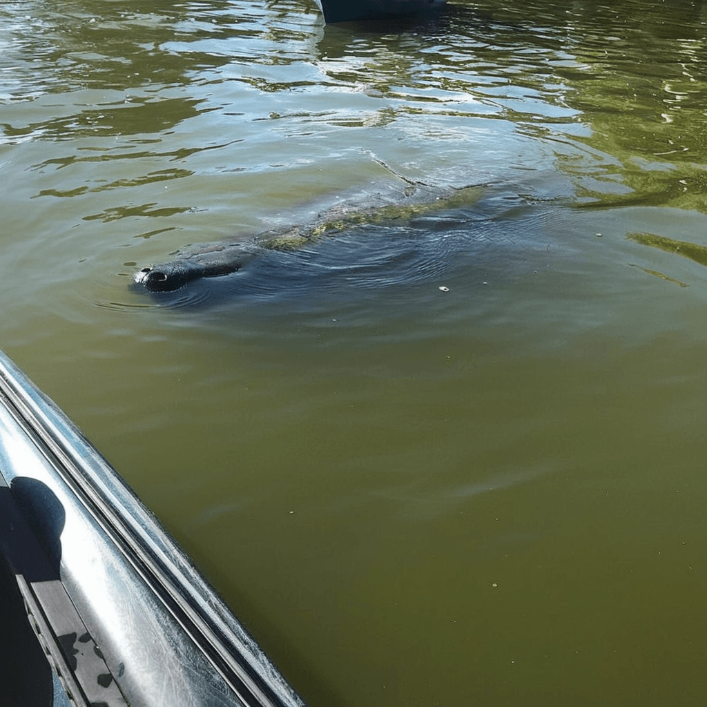 Silver Springs - florida Common Misconceptions :  