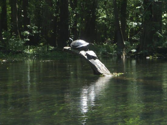 Ichetucknee Springs Unspoiled Wilderness