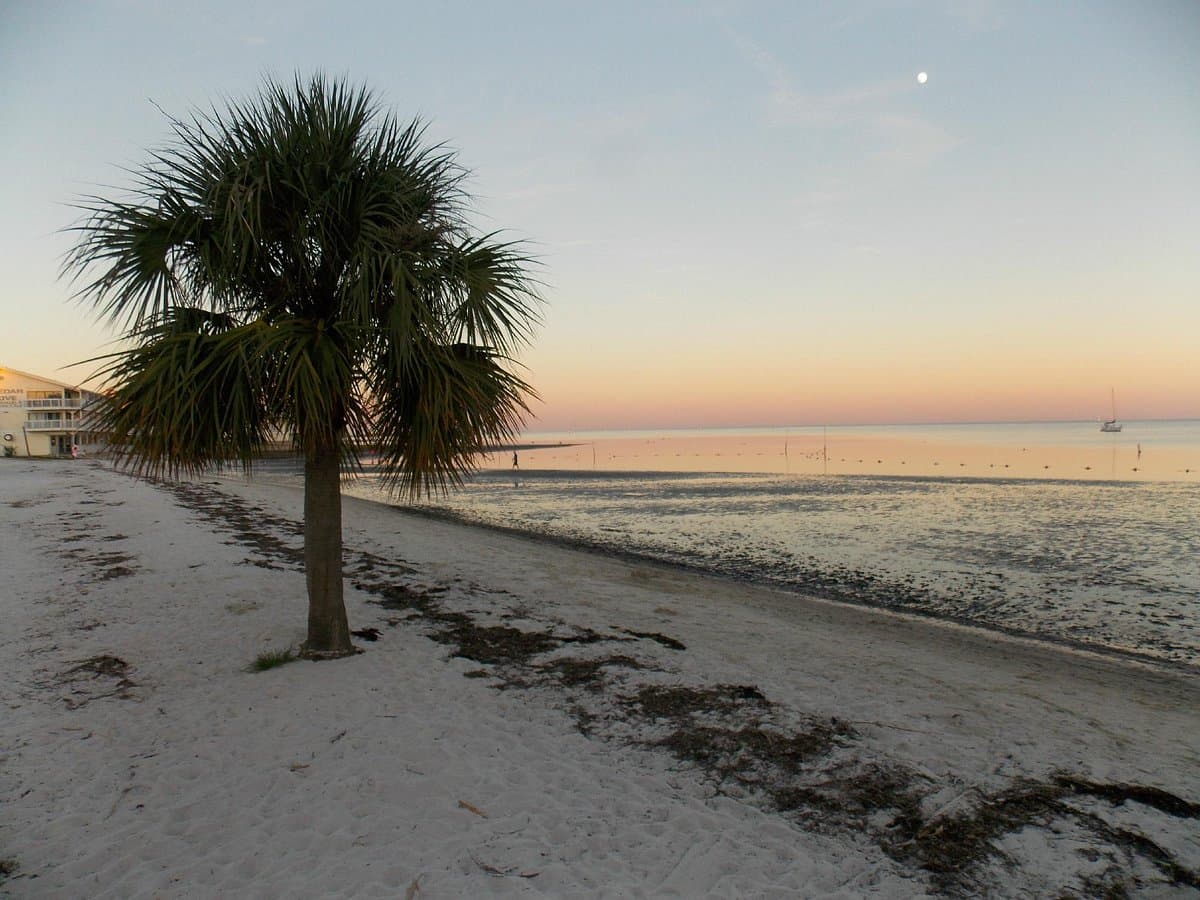 Cedar Key Winter Wonder