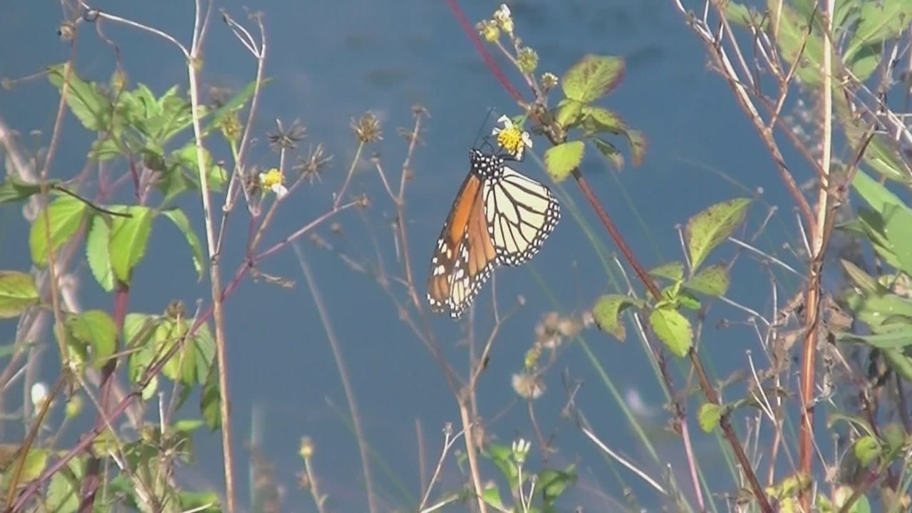 St. Marks National Wildlife Refuge Venture Into the Wild