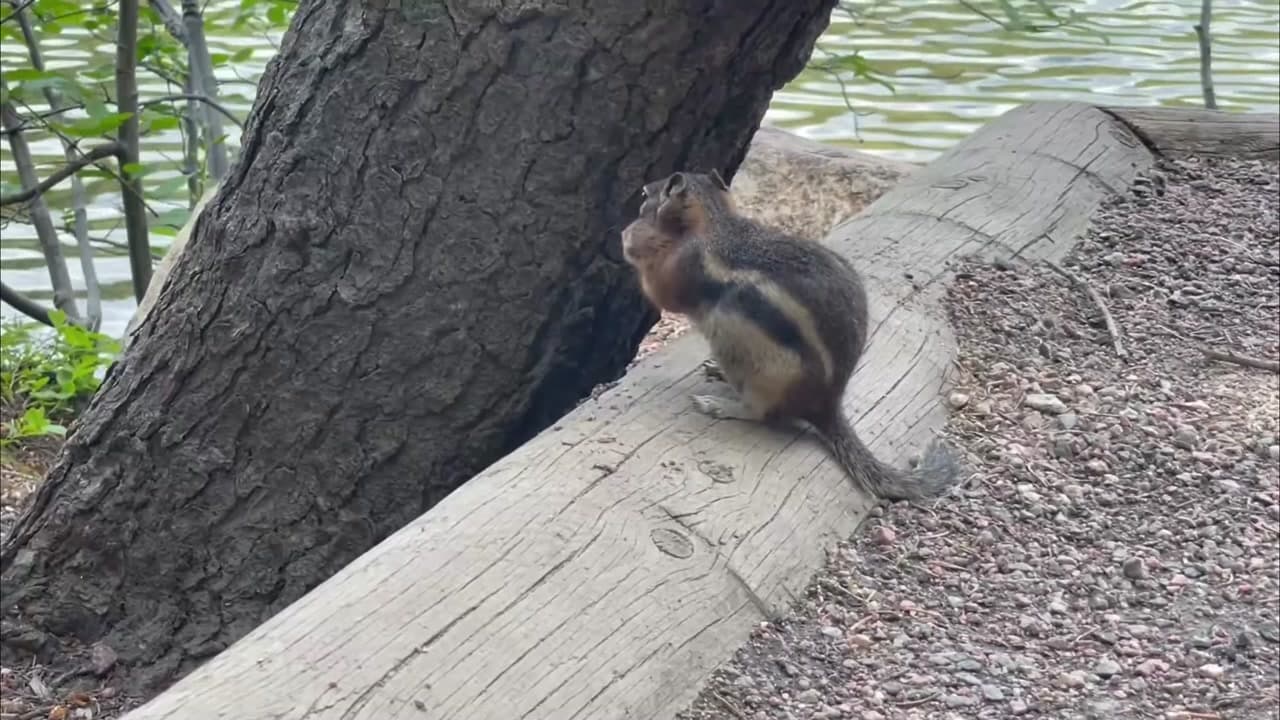 Nymph Lake Trail - Colorado Personal Experience : Nymph Lake Trail