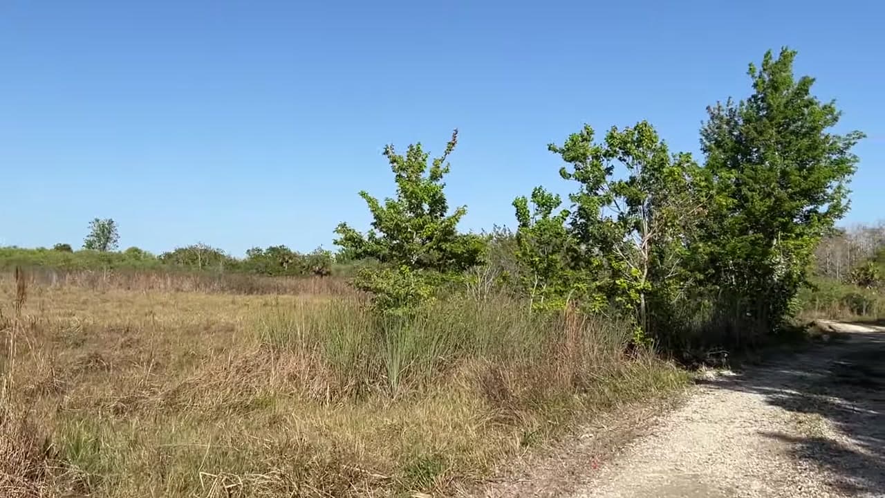 Okaloacoochee Slough State Forest - Florida Introduction : Okaloacoochee Slough State Forest