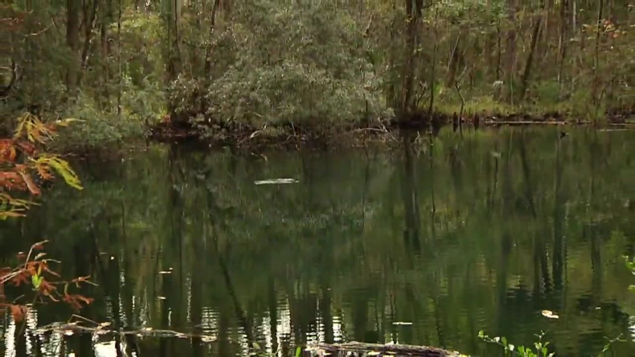 St. Marks National Wildlife Refuge Unleash Your Inner Explorer