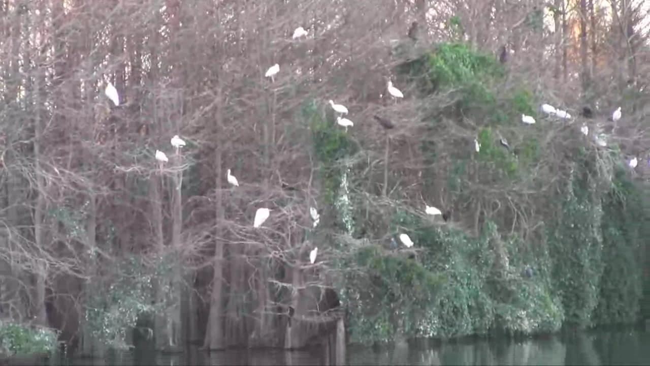 Six Mile Cypress Slough Preserve - Florida Personal Experience : Six Mile Cypress Slough Preserve