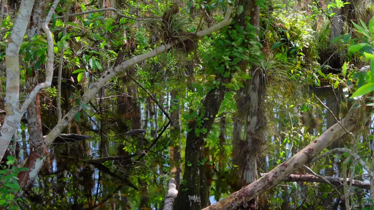 Spanish Pond Loop Trail - florida Conclusion : Spanish Pond Loop Trail