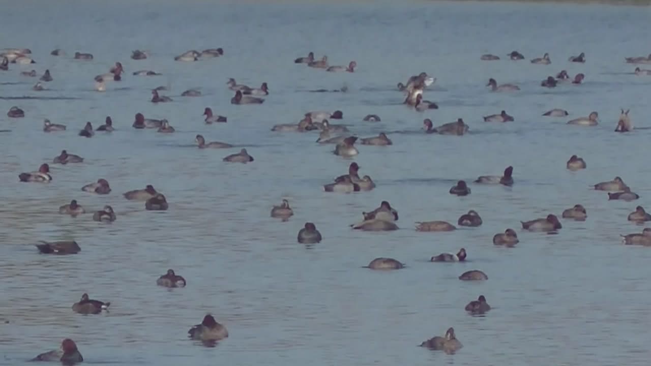 St. Marks National Wildlife Refuge Captivating Wildlife Encounters