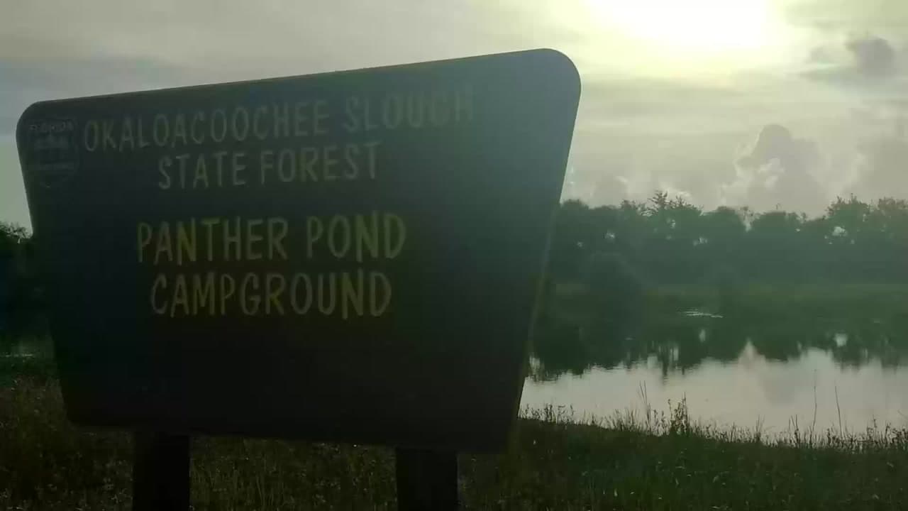 Okaloacoochee Slough State Forest - Florida Personal Experience : Okaloacoochee Slough State Forest