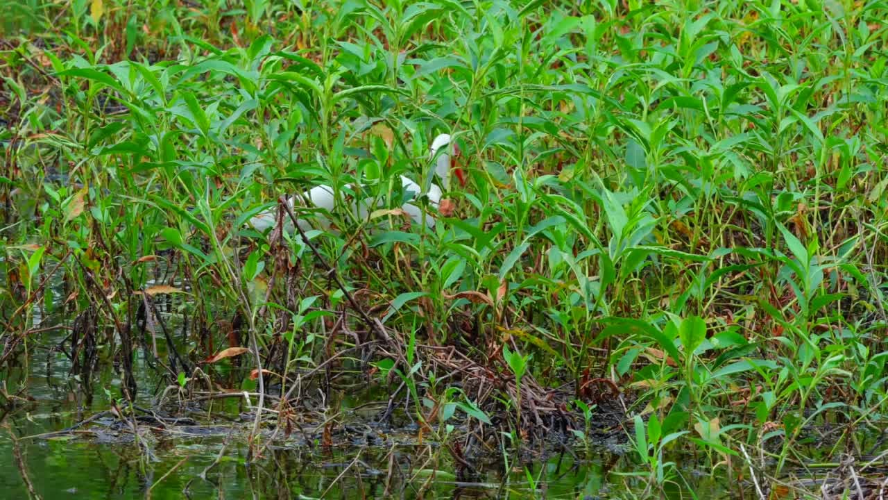 Spanish Pond Loop Trail - florida Key Features or Elements :  Spanish Pond Loop Trail