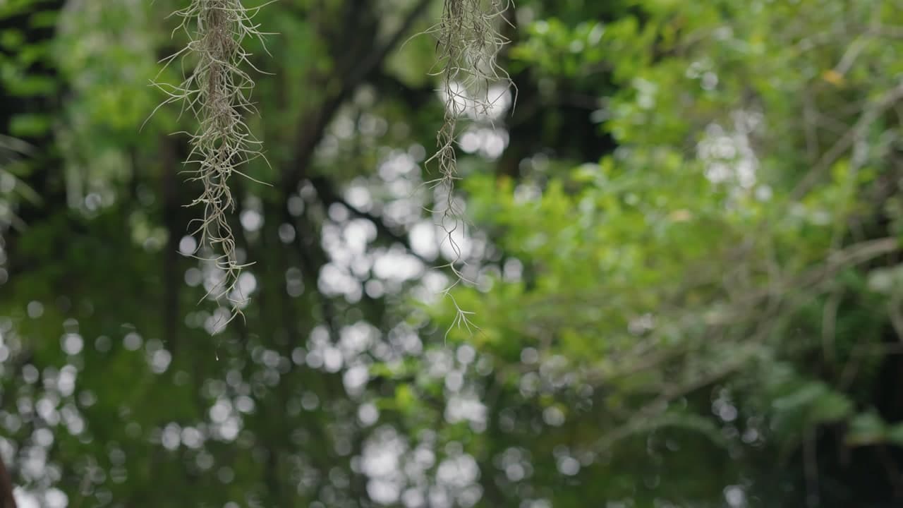 Six Mile Cypress Slough Preserve - Florida How to Enjoy : Six Mile Cypress Slough Preserve