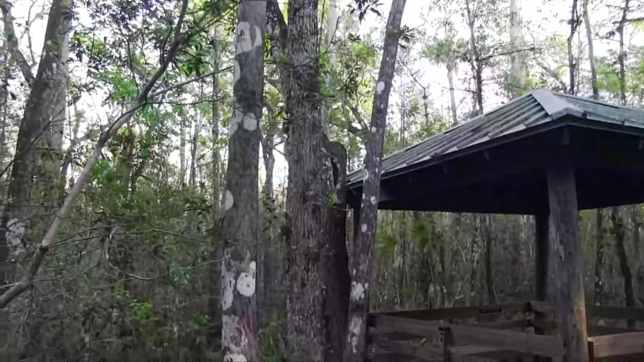 Six Mile Cypress Slough Preserve - Florida Common Misconceptions : Six Mile Cypress Slough Preserve